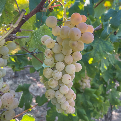 Asyrtiko-grape