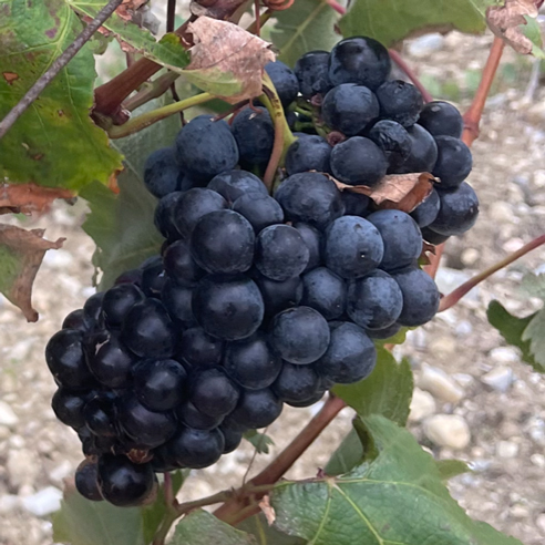 Kotsifali-grape