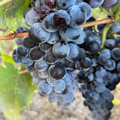Mandilari-grape