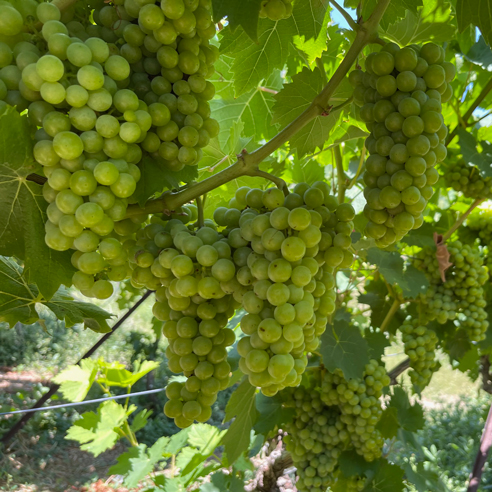 Moschato-Spinas-grape